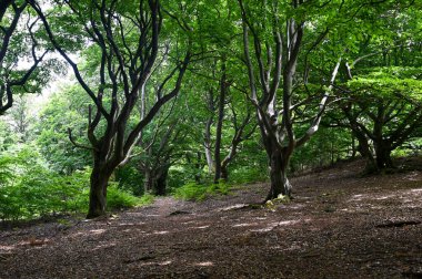 Hutewald Cadılar Bayramı 'nda yaşlı ağaçlar Kellerwald-Edersee, Hesse, Almanya yakınlarında.