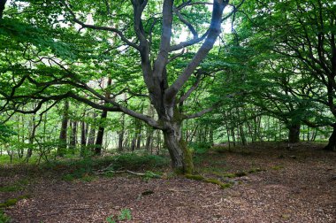 Hutewald Cadılar Bayramı 'nda yaşlı ağaçlar Kellerwald-Edersee, Hesse, Almanya yakınlarında.