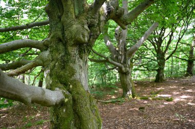 Hutewald Cadılar Bayramı 'nda, Kellerwald-Edersee, Hesse, Almanya yakınlarındaki bir ağaç dalında keresteler ve dallar.