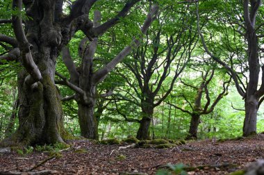 Hutewald Cadılar Bayramı 'nda yaşlı ağaçlar Kellerwald-Edersee, Hesse, Almanya yakınlarında.
