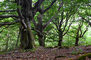 Hutewald Cadılar Bayramı 'nda yaşlı ağaçlar Kellerwald-Edersee, Hesse, Almanya yakınlarında.