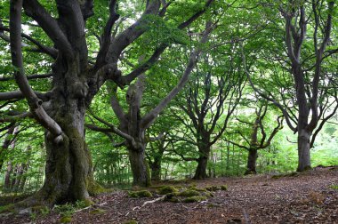 Hutewald Cadılar Bayramı 'nda yaşlı ağaçlar Kellerwald-Edersee, Hesse, Almanya yakınlarında.