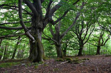 Hutewald Cadılar Bayramı 'nda yaşlı ağaçlar Kellerwald-Edersee, Hesse, Almanya yakınlarında.