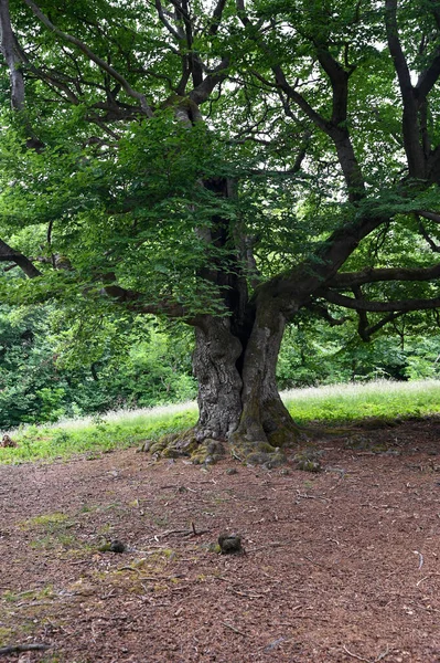 Ett Gammalt Knotigt Träd Vars Stam Blixten Gång Träffade Hutewald — Stockfoto