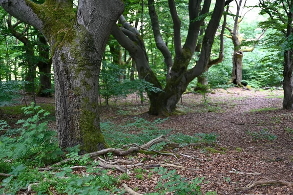 Alte Bäume Hutewald Halloh Nahe Kellerwald Edersee Hessen Deutschland — Stockfoto