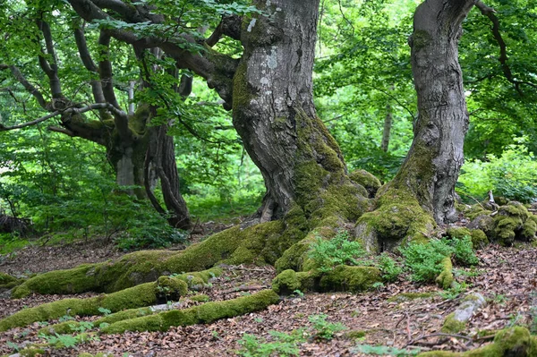 Старые Колючие Деревья Мохом Корни Hutewald Halloh Около Природного Парка — стоковое фото