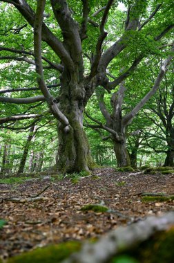Hutewald Cadılar Bayramı 'nda yaşlı ağaçlar Kellerwald-Edersee, Hesse, Almanya yakınlarında.