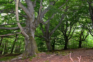 Hutewald Cadılar Bayramı 'nda yaşlı ağaçlar Kellerwald-Edersee, Hesse, Almanya yakınlarında.
