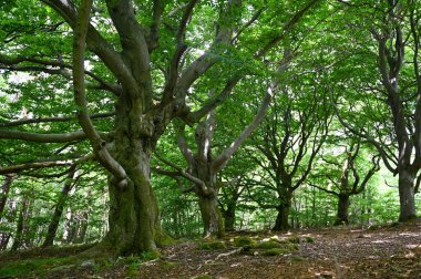 Hutewald Cadılar Bayramı 'nda yaşlı ağaçlar Kellerwald-Edersee, Hesse, Almanya yakınlarında.