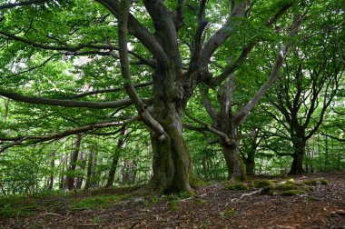 Hutewald Cadılar Bayramı 'nda yaşlı ağaçlar Kellerwald-Edersee, Hesse, Almanya yakınlarında.