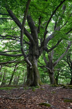 Hutewald Cadılar Bayramı 'nda yaşlı ağaçlar Kellerwald-Edersee, Hesse, Almanya yakınlarında.