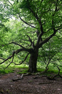 Hutewald Cadılar Bayramı 'nda, Kellerwald-Edersee, Hesse, Almanya yakınlarındaki yaşlı bir ağaç.