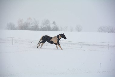 Bir at kışın çayırda dört nala koşar, çok kar ve kar vardır.