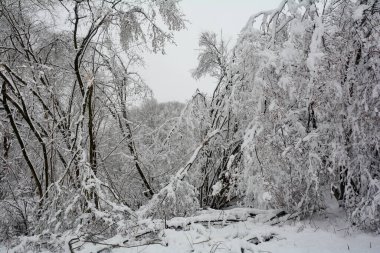 Winter landscape with a lot of snow and trees