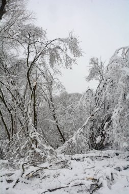 Winter landscape with a lot of snow and trees