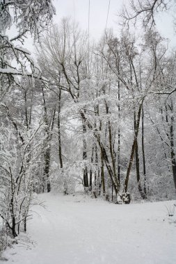 Winter landscape with a lot of snow and trees