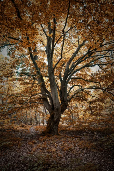 Ein Baum Mystischen Märchenwald — Stockfoto