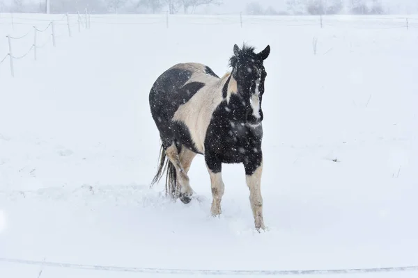 Zimě Stojí Pastvinách Kůň Spoustou Sněhu Sněhu — Stock fotografie