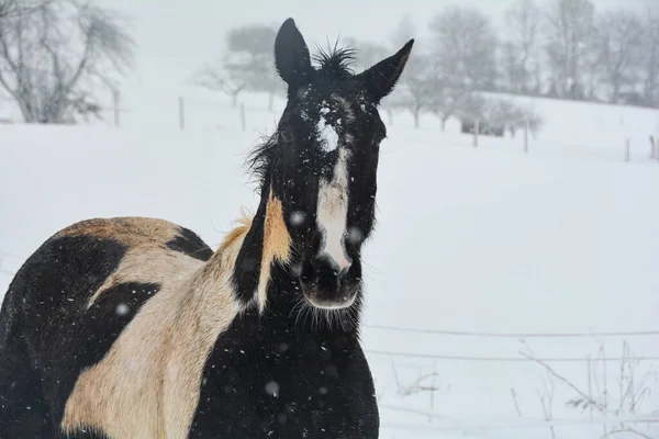 Cavallo Trova Pascolo Inverno Con Molta Neve Nevicate — Foto Stock
