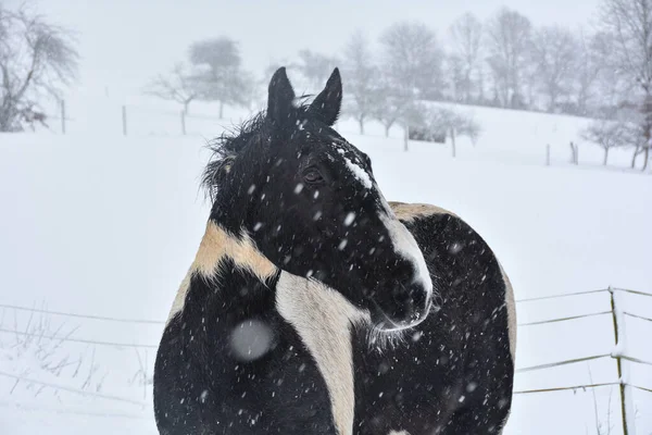 Кінь Стоїть Пасовищі Взимку Великою Кількістю Снігу Снігу — стокове фото