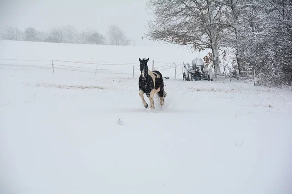 一匹马带着大雪和暴风雪在牧场上疾驰 — 图库照片