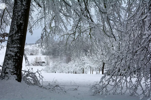Зимнее Время Деревья Ветви Природе Большим Количеством Снега — стоковое фото