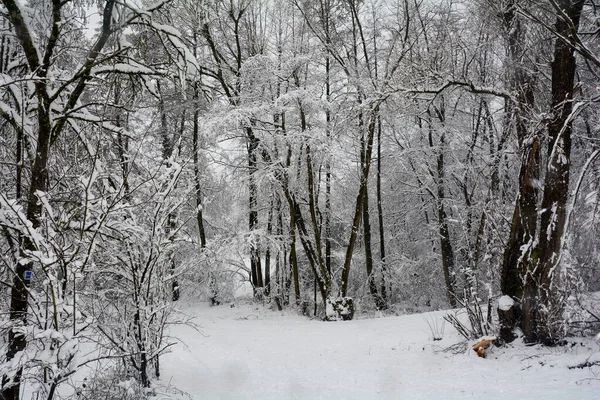 Winter Landscape Lot Snow Trees — Stockfoto