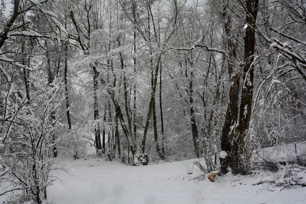 Winter Landscape Lot Snow Trees — Fotografia de Stock
