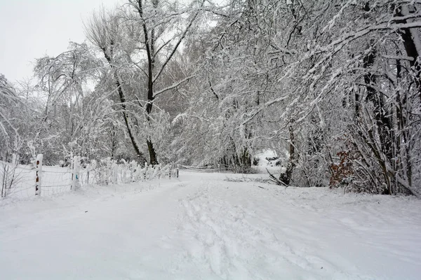 Bomen Het Bos Winter Met Sneeuw Een Pad — Stockfoto