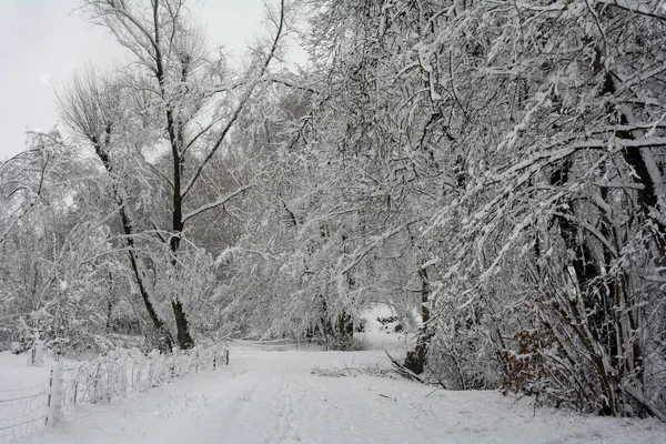 Bomen Het Bos Winter Met Sneeuw Een Landweg — Stockfoto