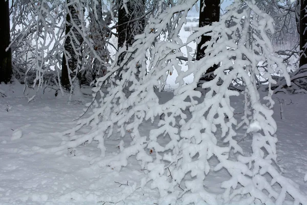 Winterzeit Bäume Und Äste Der Natur Mit Viel Schnee — Stockfoto