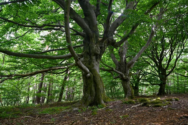 Stare Drzewa Hutewald Halloh Niedaleko Kellerwald Edersee Hesja Niemcy Zdjęcia Stockowe bez tantiem