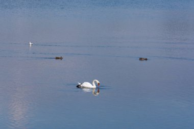 Mavi sularda birkaç ördek ve martıyla beyaz bir kuğu yüzer.