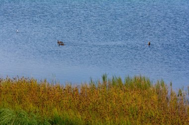 Ördekler gölde yüzer sularda otlar ön planda