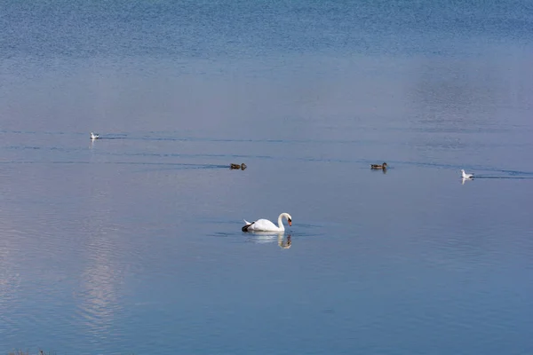 Een Witte Zwaan Zwemt Het Blauwe Water Met Een Paar — Stockfoto