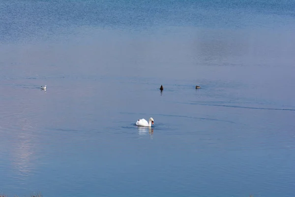 Cisne Blanco Nada Agua Azul Con Par Patos Gaviotas — Foto de Stock