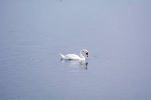 Biały Łabędź Pływa Jeziorze — Zdjęcie stockowe