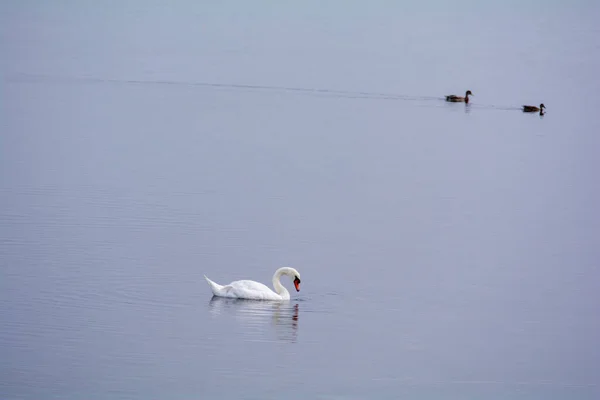 Egy Fehér Hattyú Úszik Vízben Néhány Kacsával — Stock Fotó