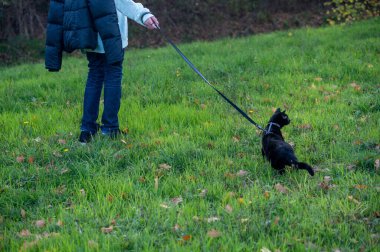 Kara kedi efendisiyle yeşil bir çayırda yürüyor.