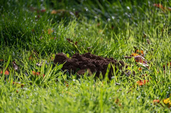 Sonbaharda Yeşil Çimlerde Taze Bir Köstebek Yuvası — Stok fotoğraf
