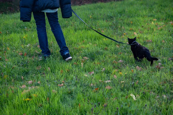 Chat Noir Marche Avec Son Maître Laisse Sur Une Prairie — Photo
