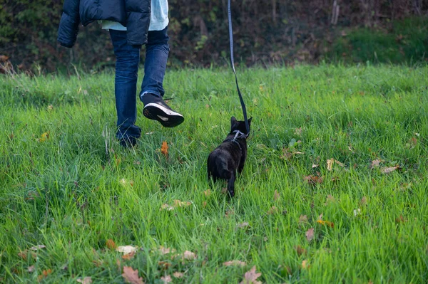 黒い猫は緑の草原の上で彼のマスターと一緒に歩く — ストック写真