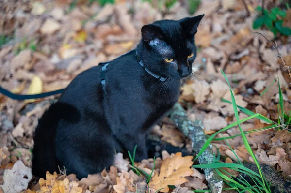 Gato Negro Con Correa Descubre Bosque Otoño — Foto de Stock