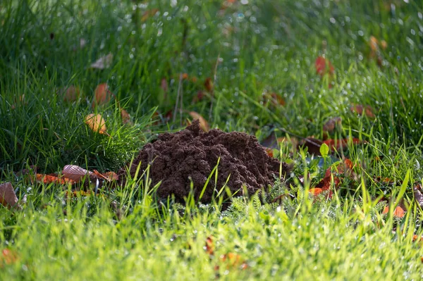 stock image A fresh molehill in the green  grass in autumn