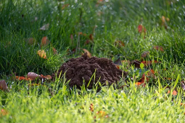 Stock image A fresh molehill in the green  grass in autumn