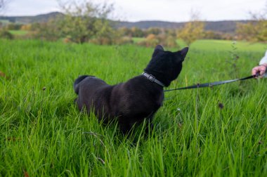 Tasmalı kara kedi çayırdaki yeşil çimlerde oturur.
