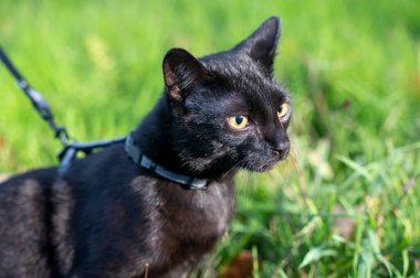 Tasmalı kara kedi çayırdaki yeşil çimlerde oturur.