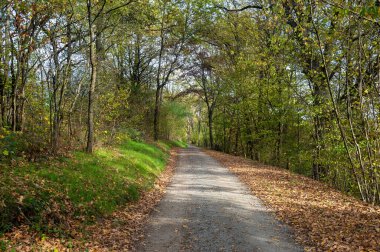 Sonbaharda ormanda toprak bir yol.