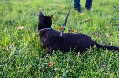 Tasmalı kara kedi çayırdaki yeşil çimlerde oturur.