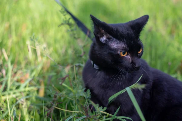 Czarny Kot Smyczy Siedzi Zielonej Trawie Łące — Zdjęcie stockowe